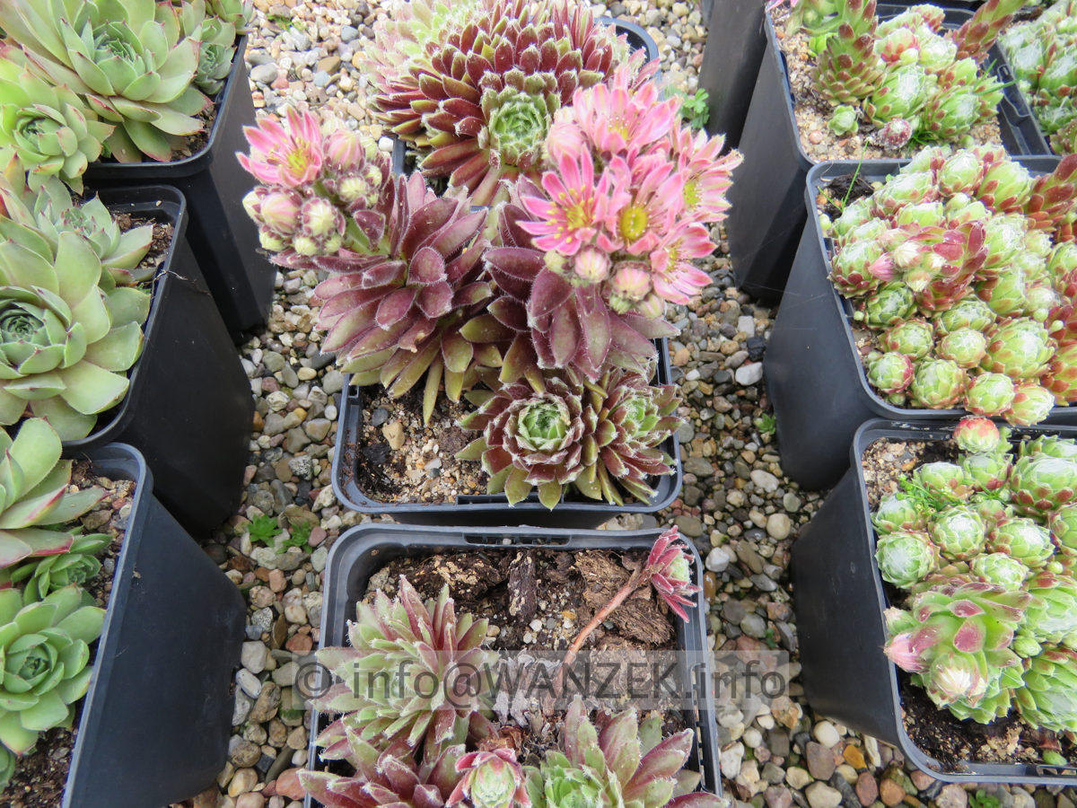 Sempervivum arachnoides  04.JPG